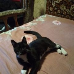 Подробнее об объявлении «Москва Найдена кошка» Фото: найдена кошка  «Москва Найдена кошка» в г. Москва