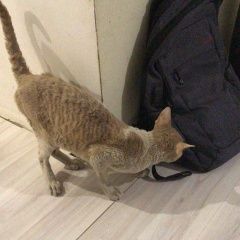 Подробнее об объявлении «Найден кот Волгоград» Фото: найдена кошка Корниш-рекс «Найден кот Волгоград» в г. Волгоград