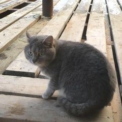 Подробнее об объявлении «Раменское Найден кот» Фото: найдена кошка  «Раменское Найден кот» в г. Раменское