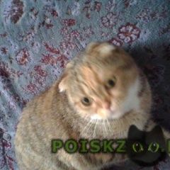 Подробнее об объявлении «Найдена кошка породистая кошка. Балашиха» Фото: найдена кошка  «Найдена кошка породистая кошка. Балашиха» в г. Балашиха