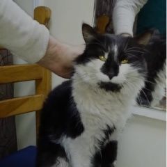 Подробнее об объявлении «Москва Найден кот» Фото: найдена кошка  «Москва Найден кот» в г. Москва