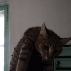 Подробнее об объявлении «Найден кот, на вид месяцев 6 Томск» Фото: найдена кошка  «Найден кот, на вид месяцев 6 Томск» в г. Томск