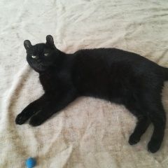 Подробнее об объявлении «Новосибирск Найден кот черный кот с круглыми ушками» Фото: найдена кошка Американский керл «Новосибирск Найден кот черный кот с круглыми...» в г. Новосибирск