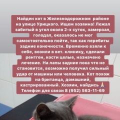 Подробнее об объявлении «Найден кот Ростов-на-Дону» Фото: найдена кошка  «Найден кот Ростов-на-Дону» в г. Ростов-на-Дону