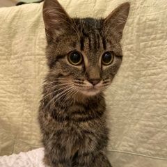 Подробнее об объявлении «Москва Найдена кошка около 1 годика» Фото: найдена кошка  «Москва Найдена кошка около 1 годика» в г. Москва