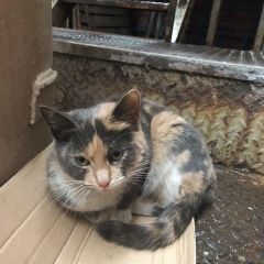 Подробнее об объявлении «Москва Найдена кошка трехцветная в лефортово» Фото: найдена кошка  «Москва Найдена кошка трехцветная в лефортово» в г. Москва