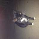 Подробнее об объявлении «Найдена кошка беременная Лыткарино» Фото: найдена кошка  «Найдена кошка беременная Лыткарино» в г. Лыткарино