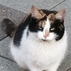 Подробнее об объявлении «Москва Найдена кошка, центр» Фото: найдена кошка  «Москва Найдена кошка, центр» в г. Москва