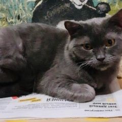 Подробнее об объявлении «Москва Найдена кошка-британка» Фото: найдена кошка Британская короткошерстная «Москва Найдена кошка-британка» в г. Москва