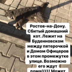Подробнее об объявлении «Найден кот Ростов-на-Дону» Фото: найдена кошка  «Найден кот Ростов-на-Дону» в г. Ростов-на-Дону