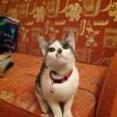 Подробнее об объявлении «Москва Найдена кошка серо-белая кошка ул. михайлова» Фото: найдена кошка  «Москва Найдена кошка серо-белая кошка ул....» в г. Москва