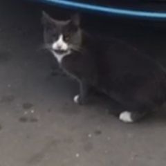 Подробнее об объявлении «Москва Найден кот серый с белыми лапа» Фото: найдена кошка  «Москва Найден кот серый с белыми лапа» в г. Москва