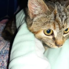 Подробнее об объявлении «Ставрополь Найдена кошка, ботанический проезд» Фото: найдена кошка  «Ставрополь Найдена кошка, ботанический проезд» в г. Ставрополь