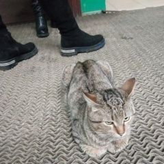 Подробнее об объявлении «Найдена кошка на станции панки сидит кот или кошечка Люберцы» Фото: найдена кошка  «Найдена кошка на станции панки сидит кот или...» в г. Люберцы