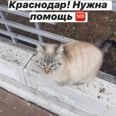 Подробнее об объявлении «Краснодар Найдена кошка» Фото: найдена кошка  «Краснодар Найдена кошка» в г. Краснодар