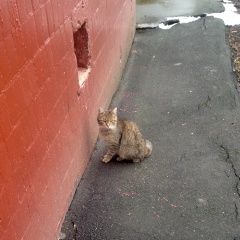 Подробнее об объявлении «Москва Найдена кошка окрас серый» Фото: найдена кошка  «Москва Найдена кошка окрас серый» в г. Москва