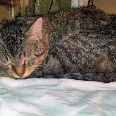 Подробнее об объявлении «Москва Найден кот добрый толстячок» Фото: найдена кошка Европейская короткошерстная «Москва Найден кот добрый толстячок» в г. Москва