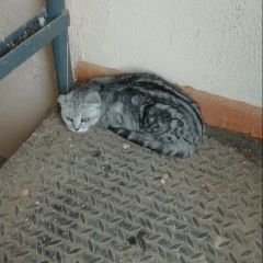 Подробнее об объявлении «Найдена кошка Оренбург» Фото: найдена кошка  «Найдена кошка Оренбург» в г. Оренбург