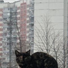 Подробнее об объявлении «Москва Найдена кошка в район новокосино» Фото: найдена кошка  «Москва Найдена кошка в район новокосино» в г. Москва