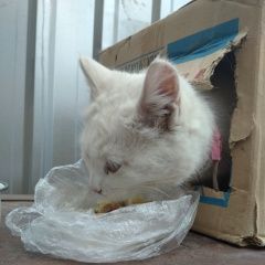 Подробнее об объявлении «Найдена кошка Симферополь» Фото: найдена кошка  «Найдена кошка Симферополь» в г. Симферополь