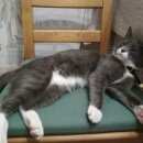 Подробнее об объявлении «Москва Найден кот серый кот с белым воротником» Фото: найдена кошка  «Москва Найден кот серый кот с белым воротником» в г. Москва