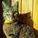 Подробнее об объявлении «Москва Найдена кошка обычная полосатая р-он кутузовский пр-т» Фото: найдена кошка  «Москва Найдена кошка обычная полосатая р-он...» в г. Москва