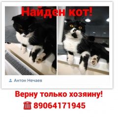 Подробнее об объявлении «Найдена кошка Ростов-на-Дону» Фото: найдена кошка  «Найдена кошка Ростов-на-Дону» в г. Ростов-на-Дону