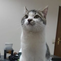 Подробнее об объявлении «Москва Найден кот метро сокол» Фото: найдена кошка  «Москва Найден кот метро сокол» в г. Москва