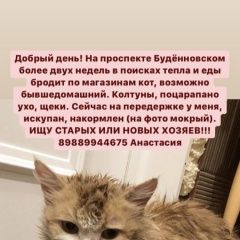 Подробнее об объявлении «Найдена кошка Ростов-на-Дону» Фото: найдена кошка  «Найдена кошка Ростов-на-Дону» в г. Ростов-на-Дону