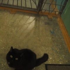 Подробнее об объявлении «Новосибирск Найдена кошка» Фото: найдена кошка  «Новосибирск Найдена кошка» в г. Новосибирск