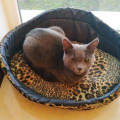 Подробнее об объявлении «Найдена кошка русская голубая Новороссийск» Фото: найдена кошка  «Найдена кошка русская голубая Новороссийск» в г. Новороссийск