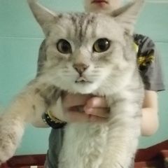 Подробнее об объявлении «Москва Найден кот район метро текстильщики» Фото: найдена кошка  «Москва Найден кот район метро текстильщики» в г. Москва
