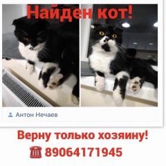Подробнее об объявлении «Найден кот Ростов-на-Дону» Фото: найдена кошка  «Найден кот Ростов-на-Дону» в г. Ростов-на-Дону