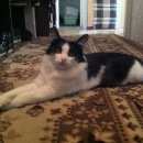 Подробнее об объявлении «Найден кот Балашиха» Фото: найдена кошка  «Найден кот Балашиха» в г. Балашиха