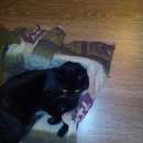 Подробнее об объявлении «Химки Найден кот» Фото: найдена кошка  «Химки Найден кот» в г. Химки