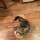 Подробнее об объявлении «Москва Найден кот» Фото: найдена кошка  «Москва Найден кот» в г. Москва