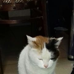 Подробнее об объявлении «Найдена кошка кошечка Нижний Новгород» Фото: найдена кошка  «Найдена кошка кошечка Нижний Новгород» в г. Нижний Новгород