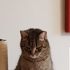 Подробнее об объявлении «Найдена кошка тоскует по хозяину Светлогорск» Фото: найдена кошка  «Найдена кошка тоскует по хозяину Светлогорск» в г. Светлогорск