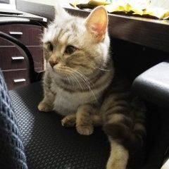 Подробнее об объявлении «Краснодар Найдена кошка» Фото: найдена кошка  «Краснодар Найдена кошка» в г. Краснодар