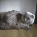 Подробнее об объявлении «Москва Найден кот» Фото: найдена кошка Шотландская вислоухая «Москва Найден кот» в г. Москва