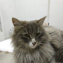 Подробнее об объявлении «Москва Найден кот» Фото: найдена кошка  «Москва Найден кот» в г. Москва