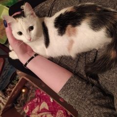 Подробнее об объявлении «Найдена кошка Томск» Фото: найдена кошка  «Найдена кошка Томск» в г. Томск