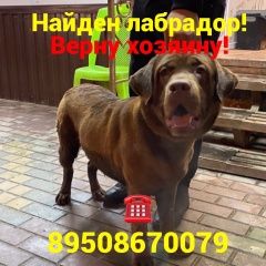 Подробнее об объявлении «Найден кот Ростов-на-Дону» Фото: найдена кошка Лабрадор ретривер «Найден кот Ростов-на-Дону» в г. Ростов-на-Дону