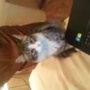 Подробнее об объявлении «Москва Найдена кошка» Фото: найдена кошка  «Москва Найдена кошка» в г. Москва