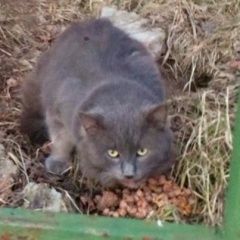 Подробнее об объявлении «Москва Найдена кошка кот» Фото: найдена кошка  «Москва Найдена кошка кот» в г. Москва