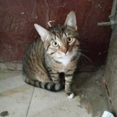 Подробнее об объявлении «Казань Найден кот» Фото: найдена кошка  «Казань Найден кот» в г. Казань