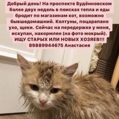 Подробнее об объявлении «Найден кот Ростов-на-Дону» Фото: найдена кошка  «Найден кот Ростов-на-Дону» в г. Ростов-на-Дону