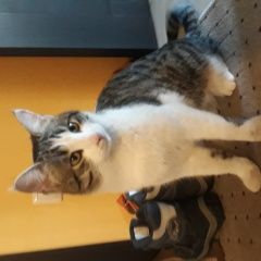 Подробнее об объявлении «Москва Найден кот» Фото: найдена кошка  «Москва Найден кот» в г. Москва