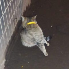 Подробнее об объявлении «Москва Найдена кошка темно серая полосатая с ярким жёлтым оше» Фото: найдена кошка  «Москва Найдена кошка темно серая полосатая с...» в г. Москва