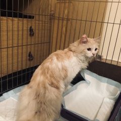 Подробнее об объявлении «Москва Найден кот в начале января» Фото: найдена кошка  «Москва Найден кот в начале января» в г. Москва